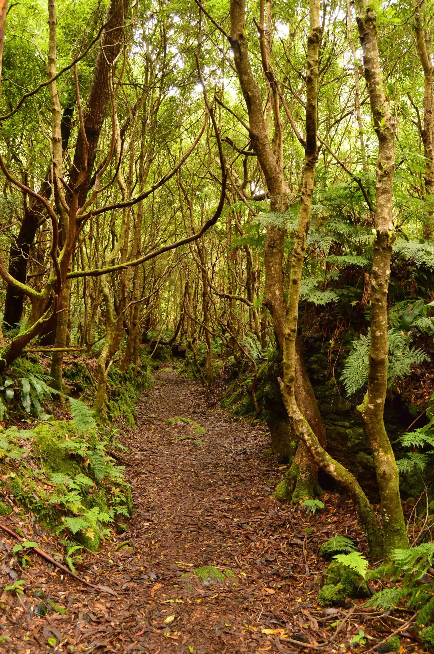 Caminhada da Lagoinha, ilha Terceira, momento 3 do passeio