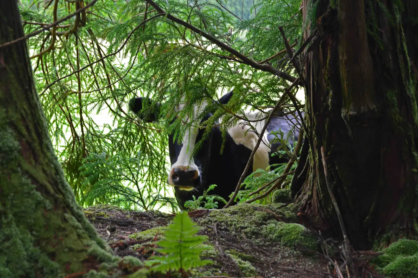 Vaca a espreitar entre os troncos e os ramos de uma mata