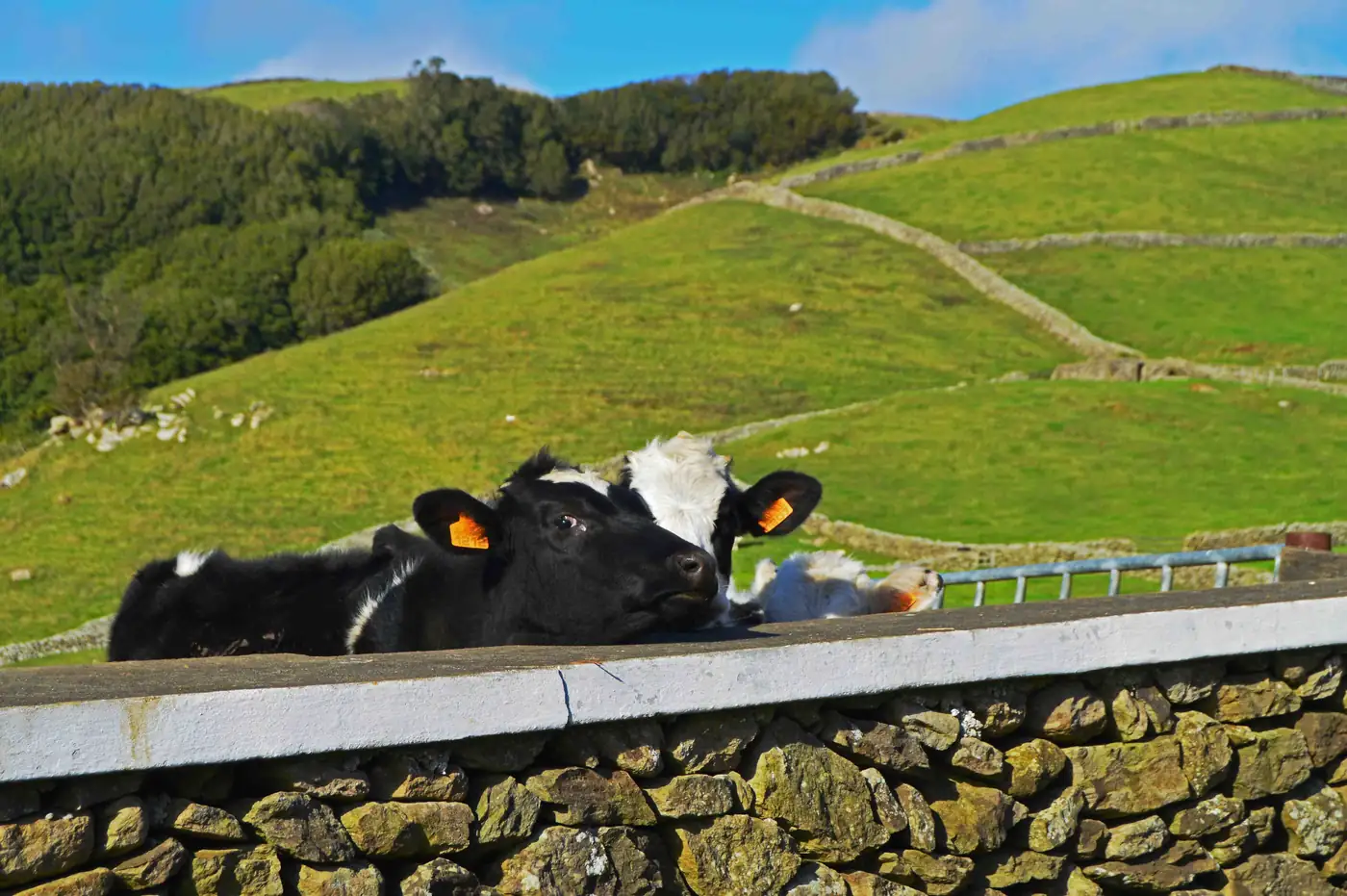 Vacas a espreitar por cima de um muro de pedra, com pastagens verdes ao fundo